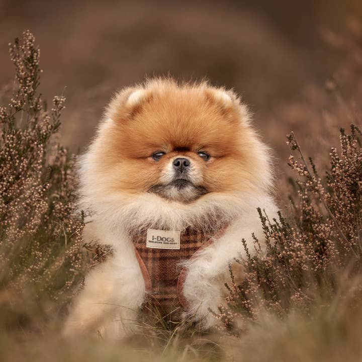 Fally Tartan-Geschirr für den Großhandel von I-Dogs