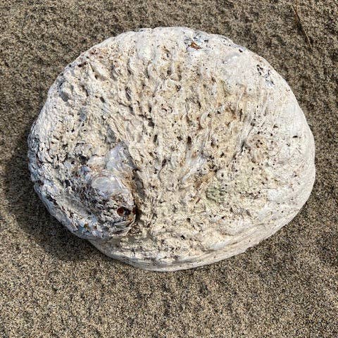 Willow+Wicker - Wholesale Jewelry Dish - Abalone Shell Jewelry/Smudging Dish4