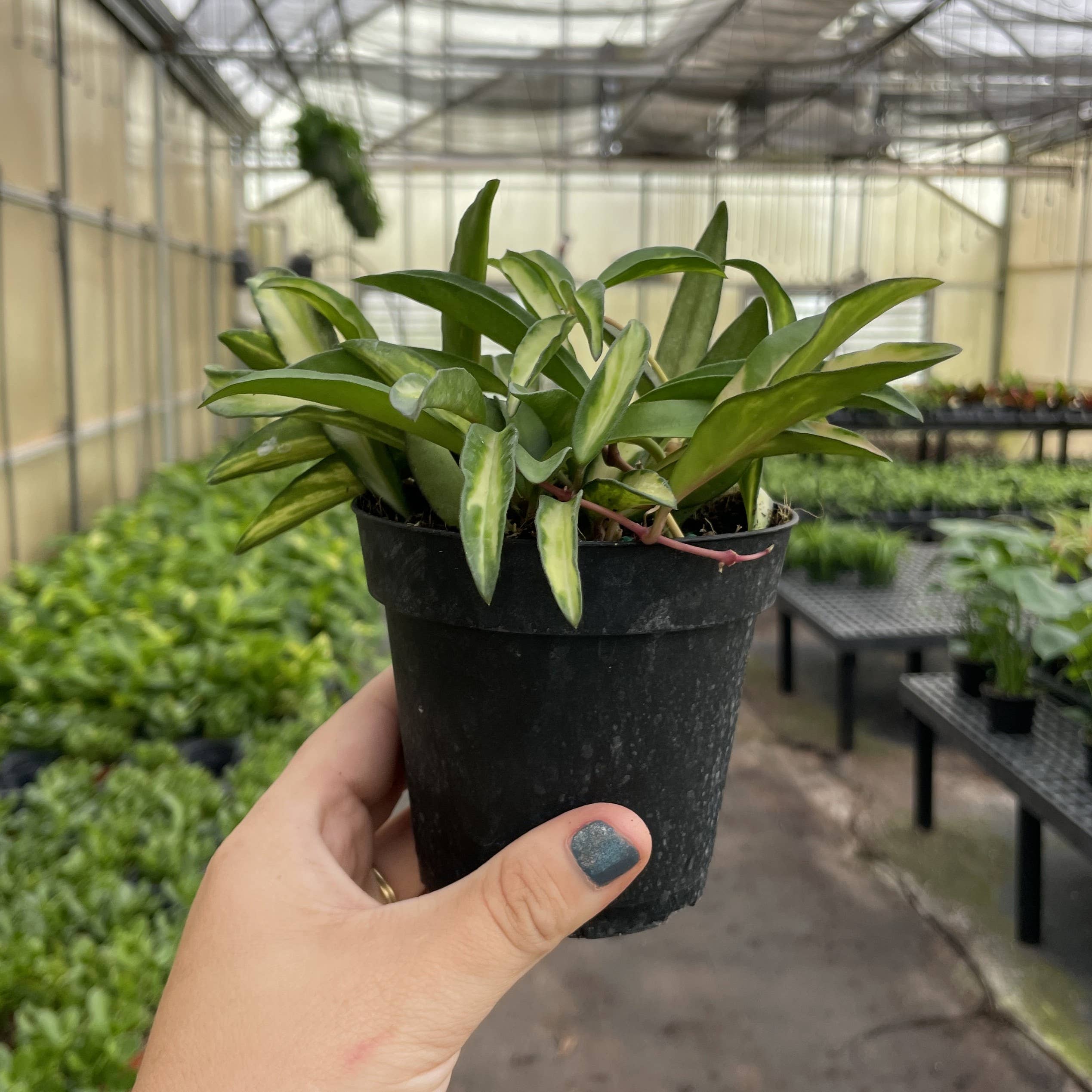 Thorsen's Greenhouse - Wholesale Live Plant - Hoya Wayetii Tricolor - 4" Live Plant4