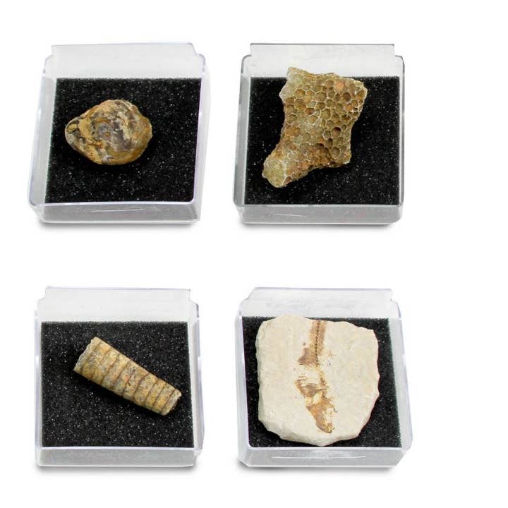 Safari Ltd. - Wholesale Decorative Tabletop Object - GEOWorld - The Nature Collections - Fossils Set #2