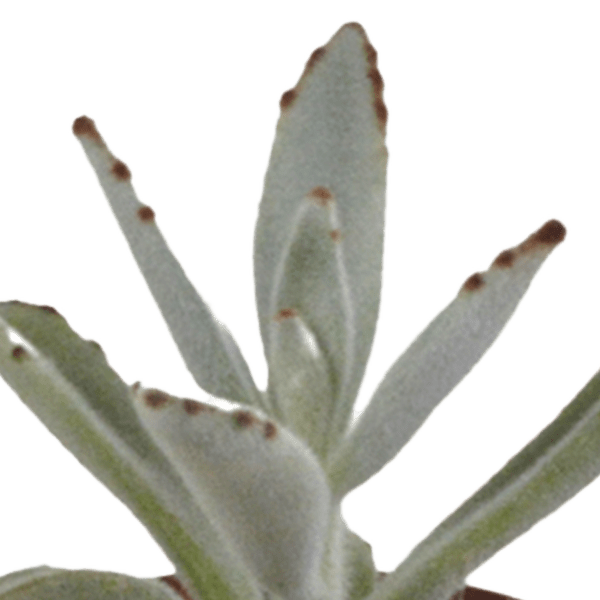 Oasis of Life – wholesale Succulent – Succulent Mix – 5 Plants – Ø5.5cm – Colorful Indoor Plant Mix – Easy-care & Decorative Mini Succulents Directly from the Grower4