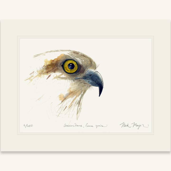 Nick Mayer Art - Wholesale Art print - Osprey Study Limited Edition Print7