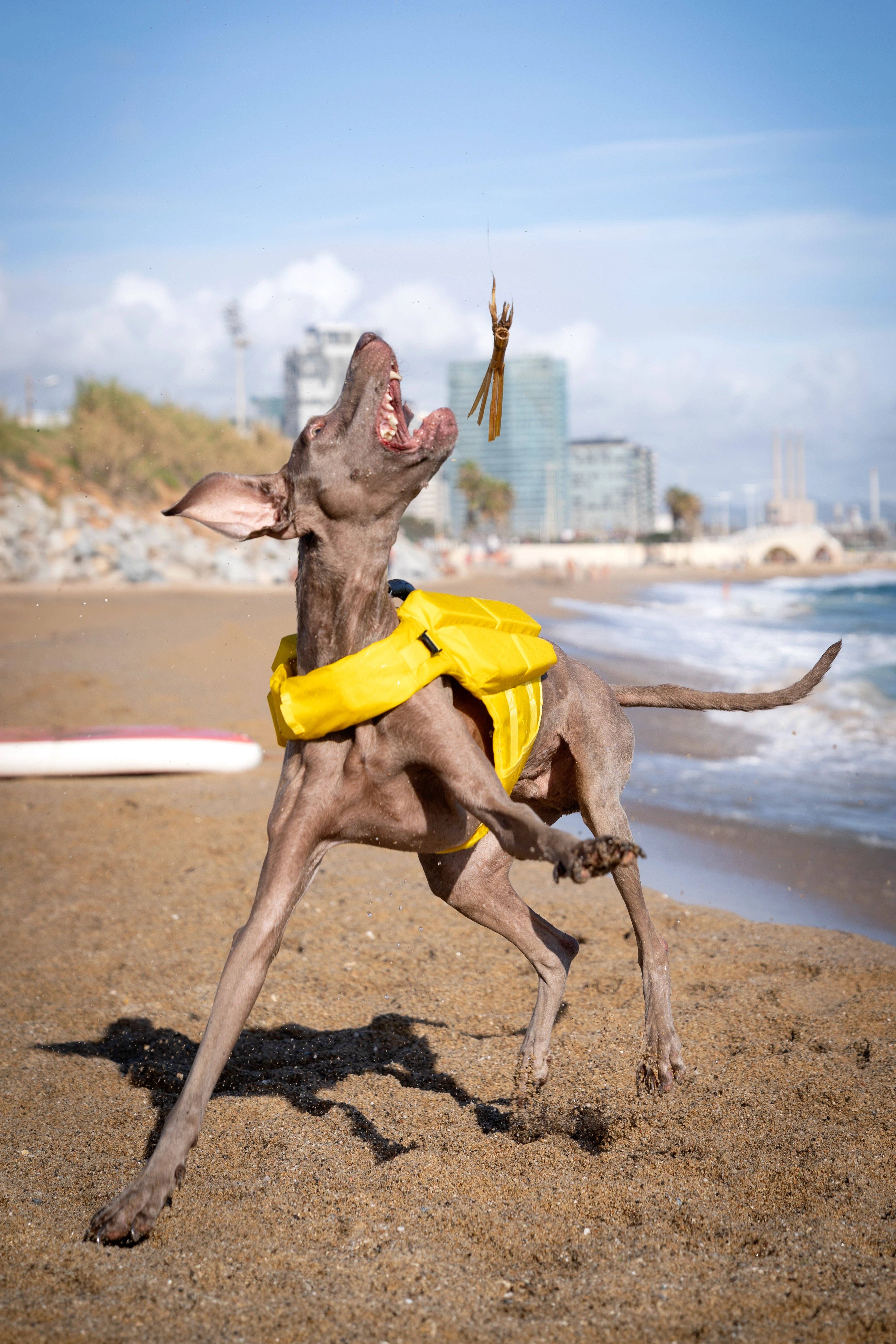 NOAH AND PAW LLC – Großhandel Haustierjacke – Hund – Human Standards Hundeschwimmweste mit 4-facher Schaumpolsterung für maximale Auftriebskraft – Gelb19