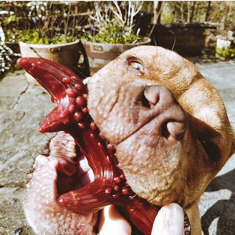 Miro & Makauri – wholesale Pet treats – Dog – Maks Patch Natural Mixed Flavour Antlers1