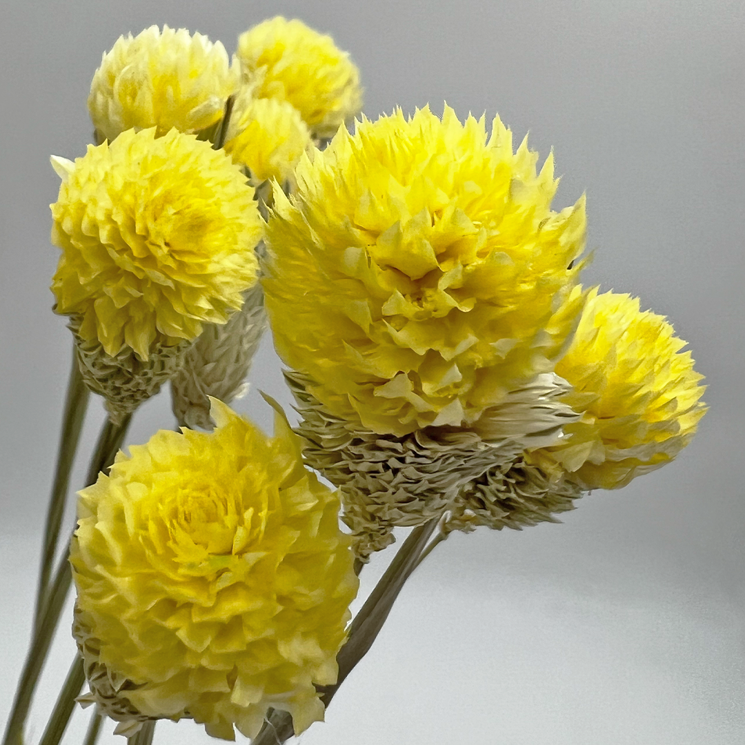 2626 Designs – Engroshandel Tørrede/pressede blomster – Tørret Gomphrena Globosa, 56-61 cm lang, 16 stk/bundt6