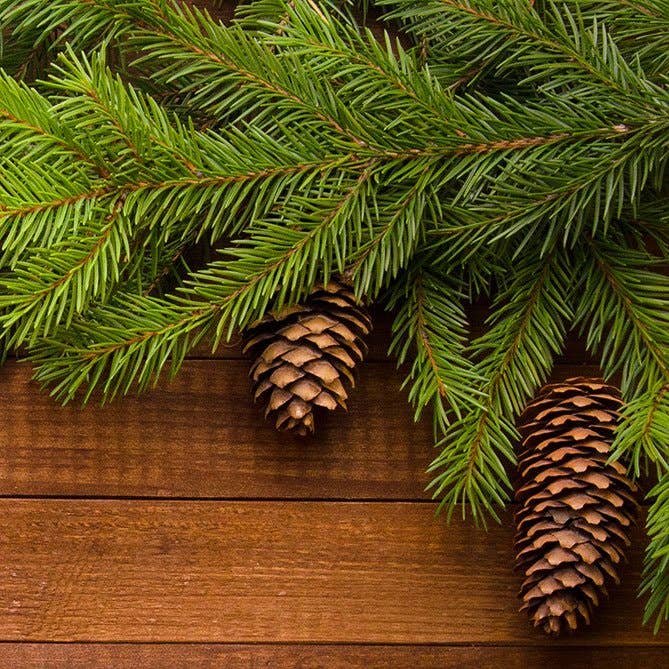 Sun's Eye - Wholesale Fragrance Oil - Pine Fragrance Oil - Earthy and Woody