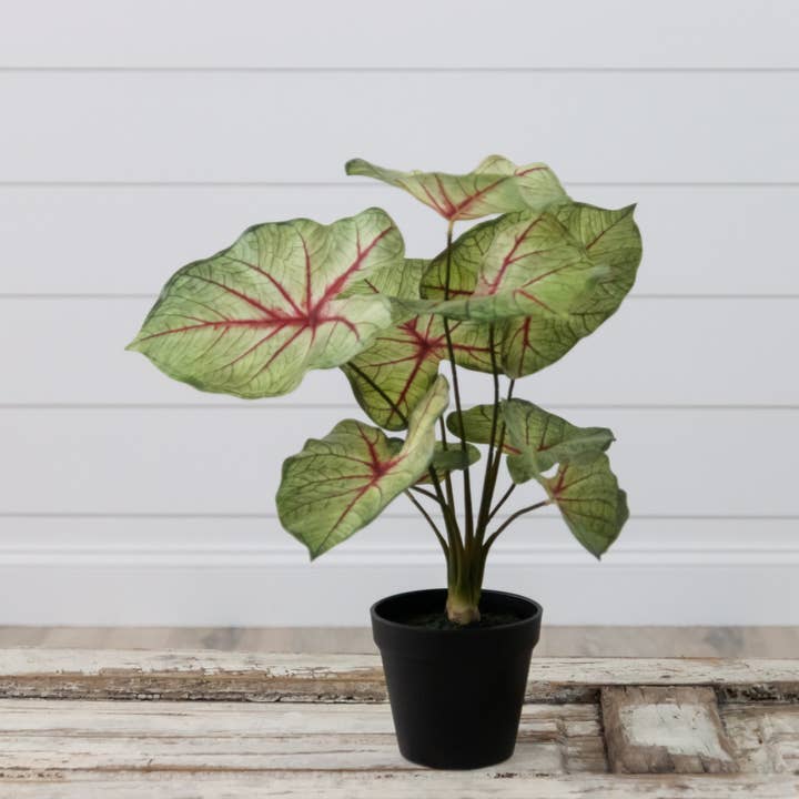 Audrey's Home & Gift - Wholesale Artificial Plant - Potted Caladium (PC)