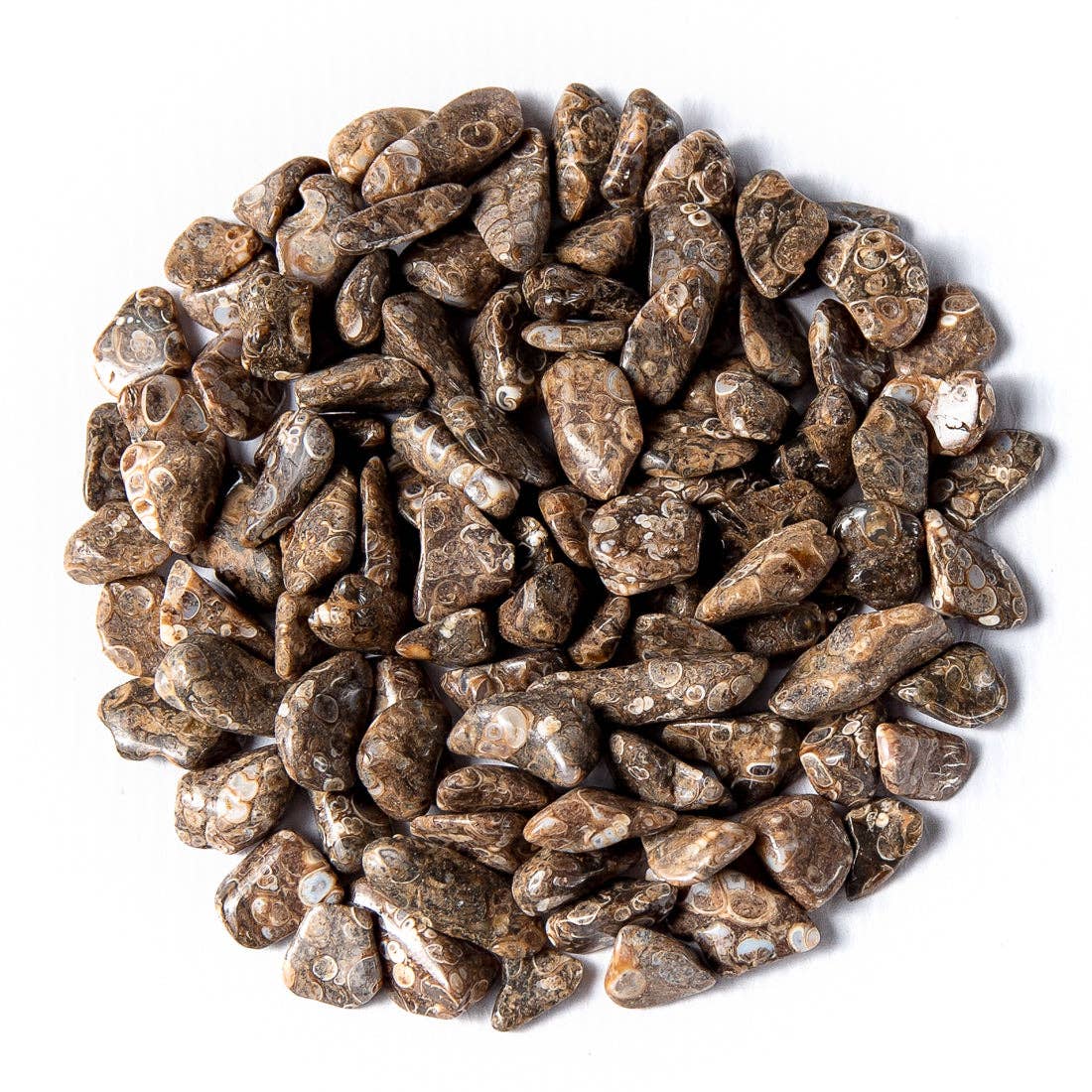 Tree of Life Gems - Wholesale Spiritual Stone/Crystal - Small Tumbled Turritella Agate5