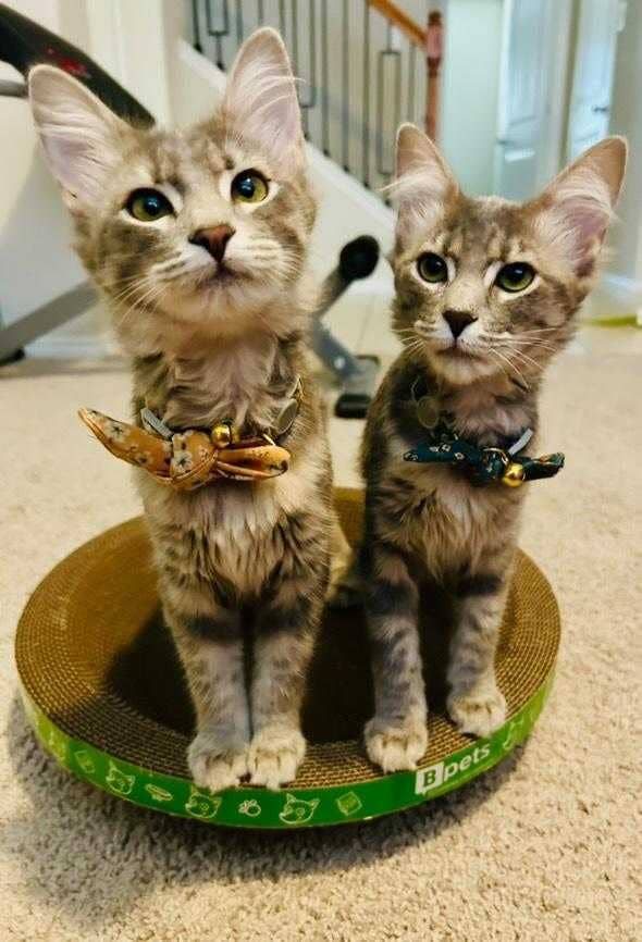 Designer Pet Products, LLC - Wholesale Pet Scratcher - Cat - Round Cat Scratcher 5 Pack

 (Copy) (Copy)3