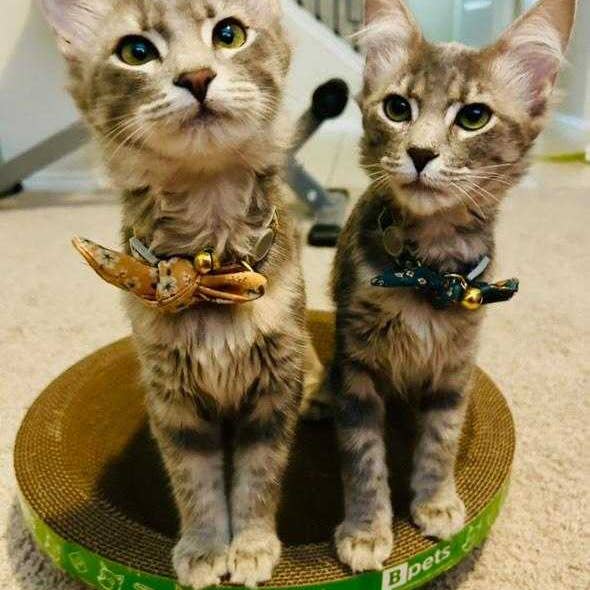 Designer Pet Products, LLC - Wholesale Pet Scratcher - Cat - Round Cat Scratcher 5 Pack
(Copy) (Copy)3