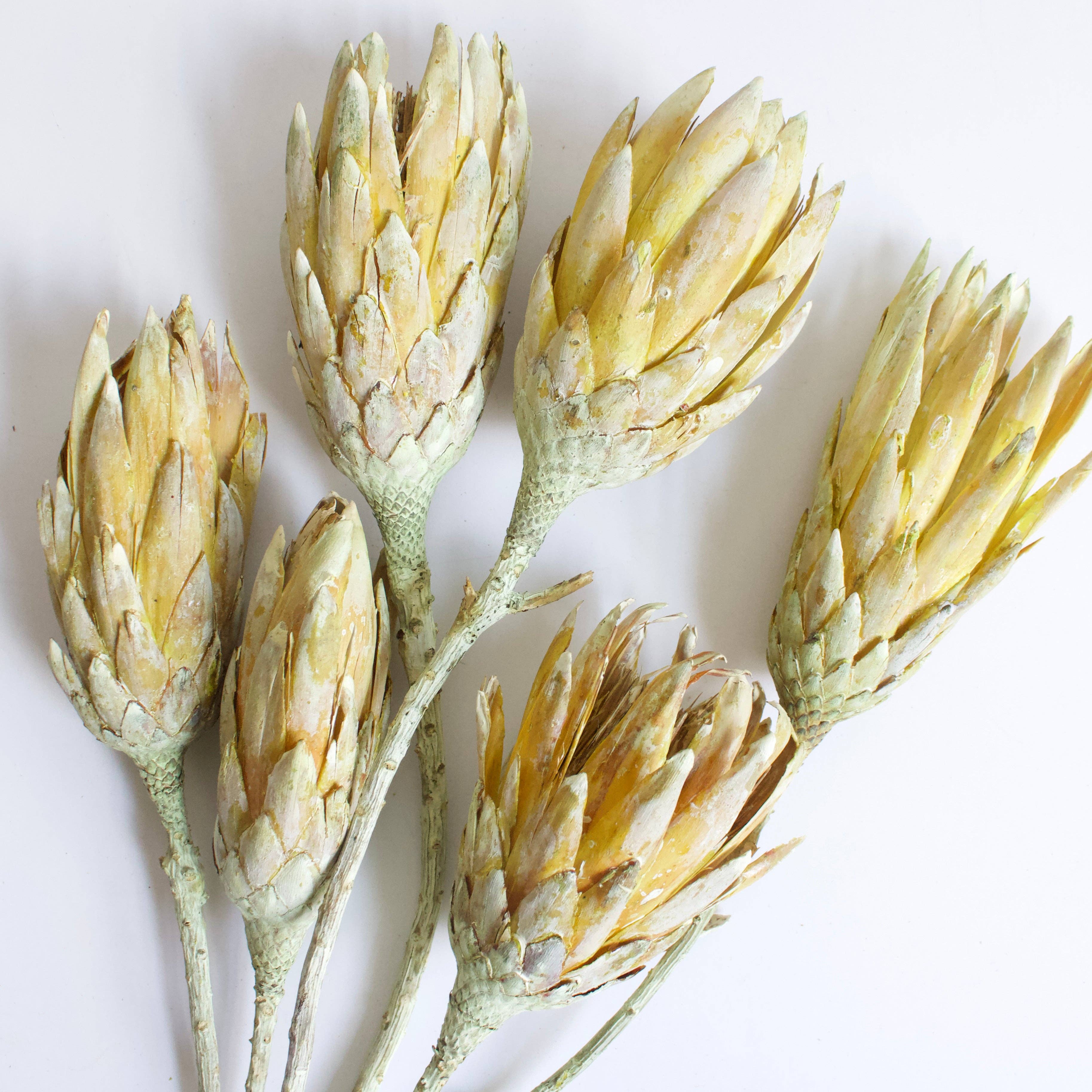 Roxanne's Dried Flowers - Wholesale Dried/Pressed Flowers - Protea  - Repens4