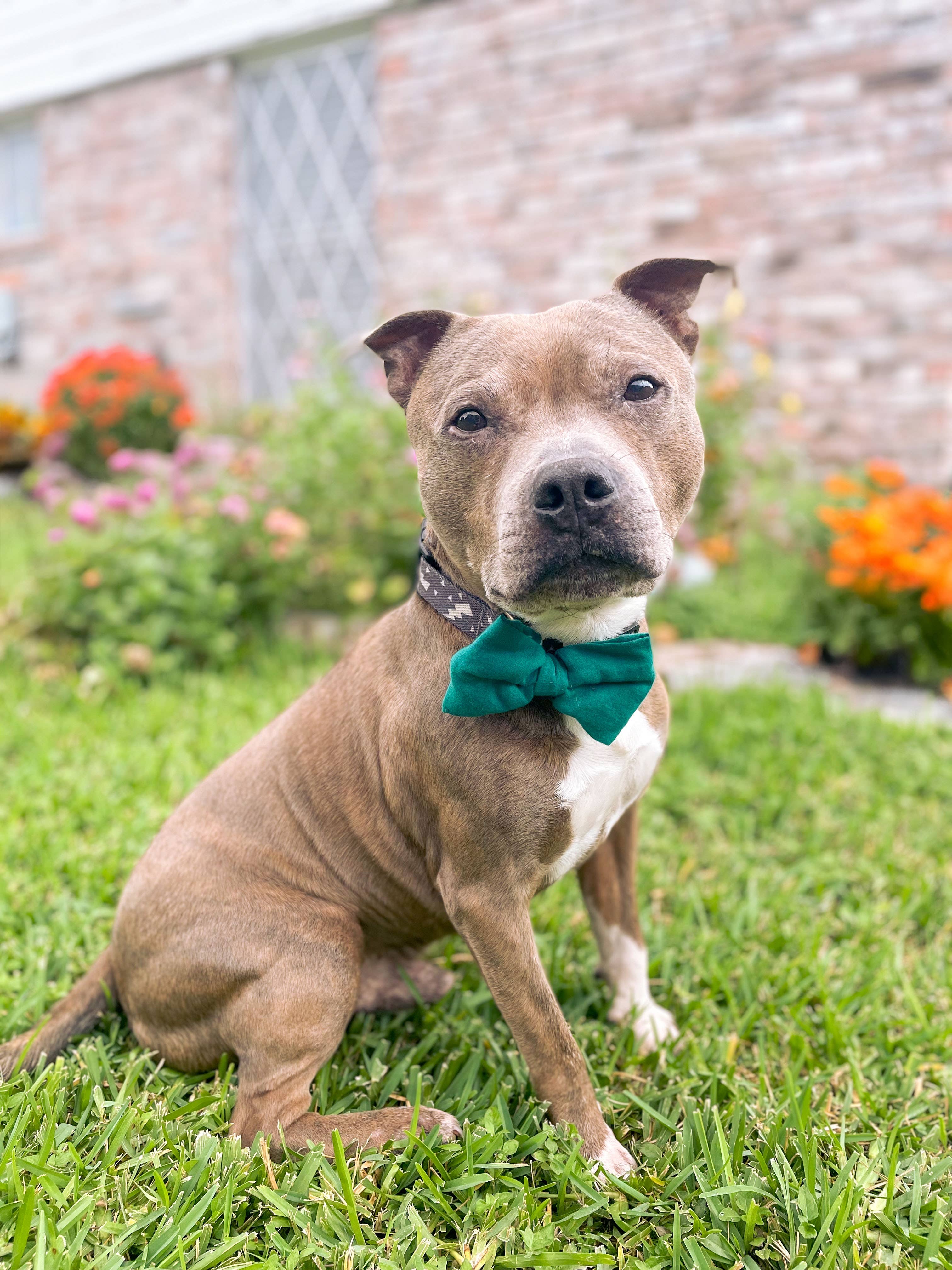 Asha Project - Vendita all'ingrosso Papillon - Cani - Saree Papillon per Animali | Grande1