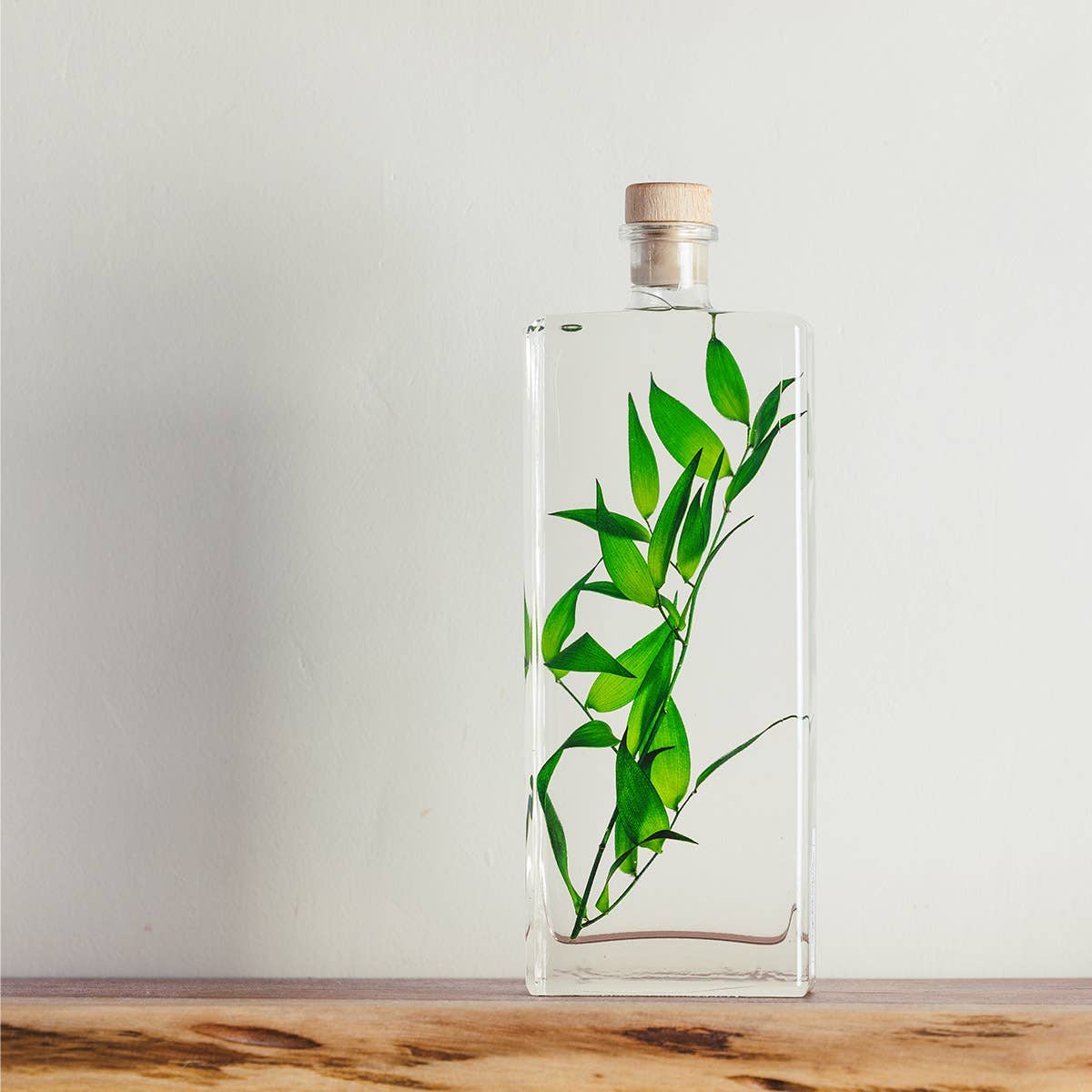 Theophile Berthon - Vente Plante - L'Herbarium Ruscus vert - plante immergée3