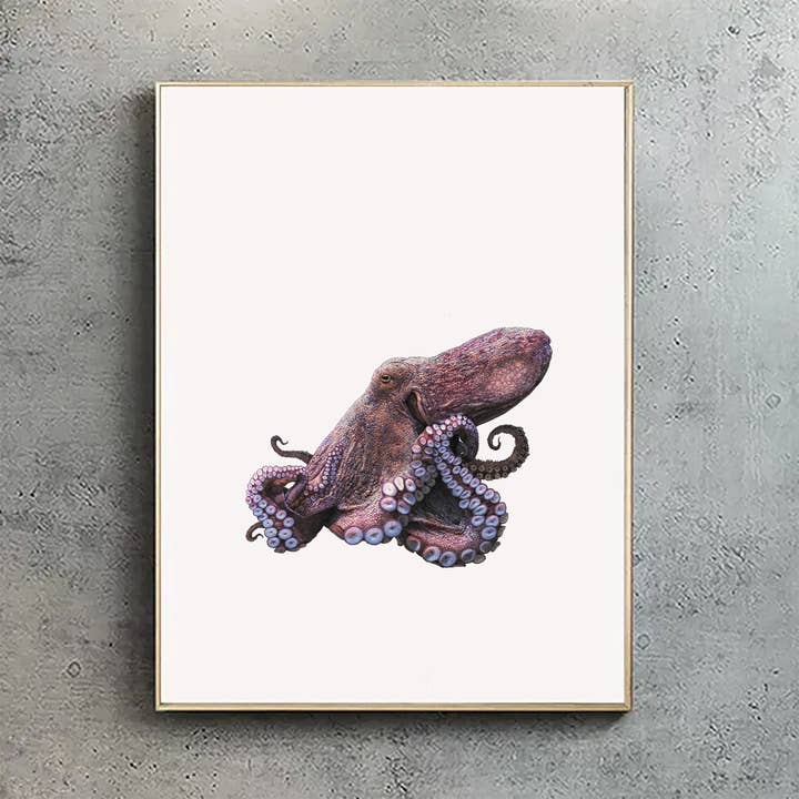 Common Octopus - A2 Print (white background) for wholesale by Hidden Planet