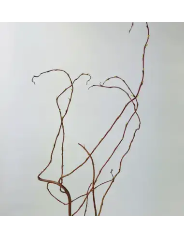 Florasource - Wholesale Fresh Cut Flowers - Curly Willow TIPS 150 stems BULK BOX3