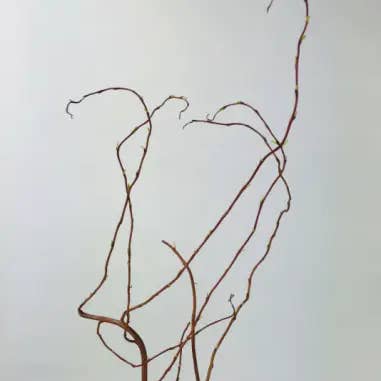 Florasource - Wholesale Fresh Cut Flowers - Curly Willow TIPS 150 stems BULK BOX3