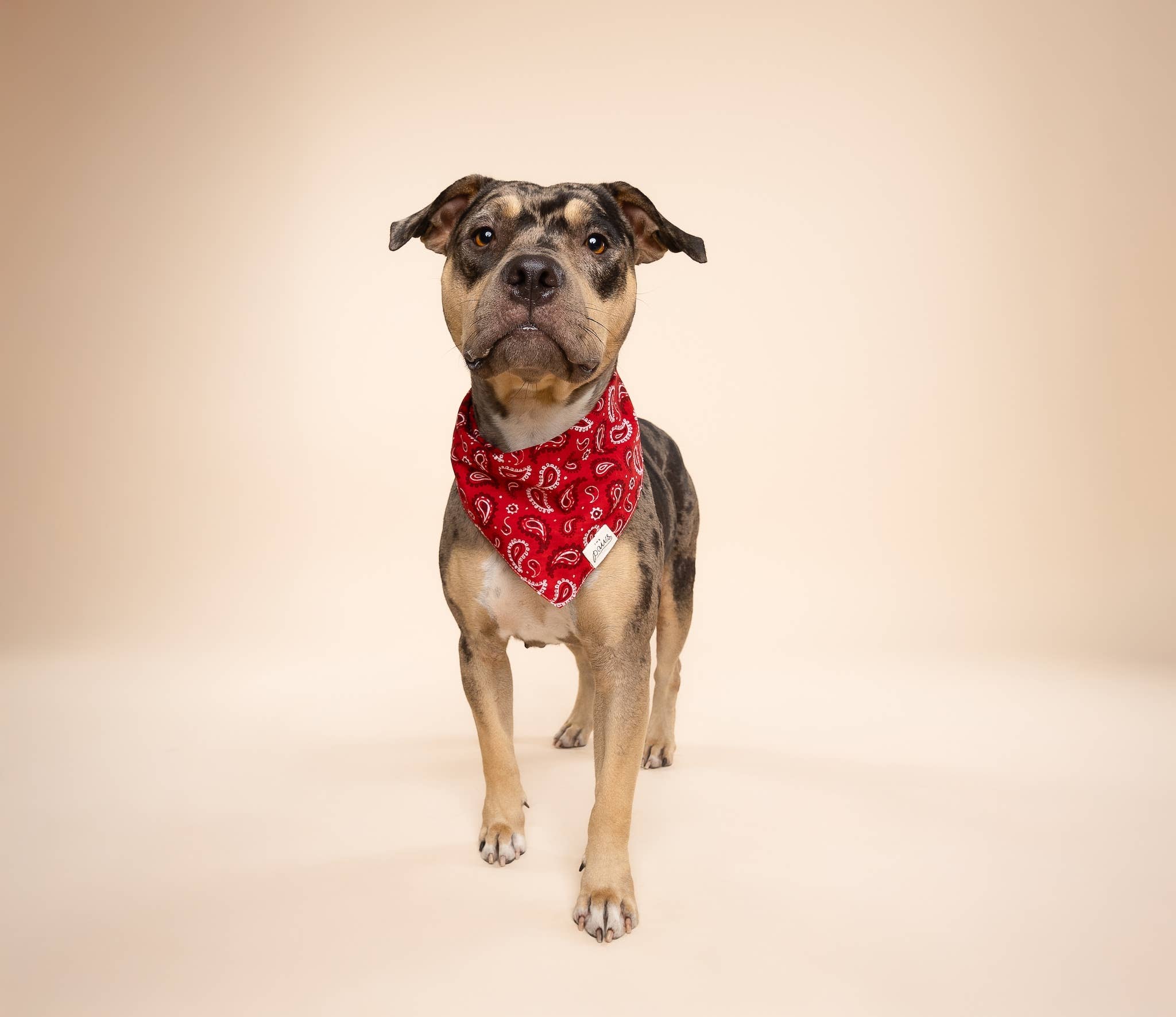 The Paws - Wholesale Pet Bandana - Dog - Dallas Dog Bandana2