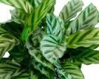 Succulents & Such, Inc. - Wholesale Live Plant -  4" Calathea Makoyana & Calathea Freddie COMBO4