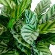 Succulents & Such, Inc. - Wholesale Live Plant - 4" Calathea Makoyana & Calathea Freddie COMBO4