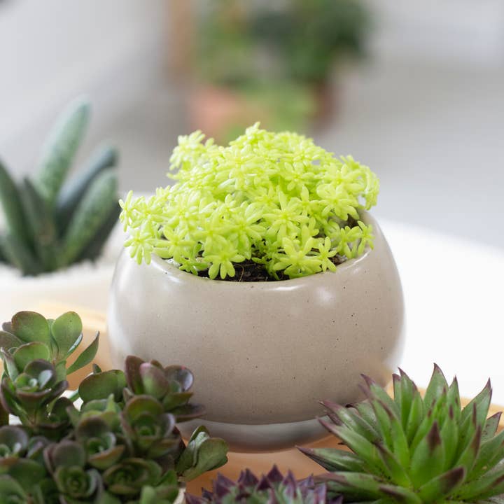 Best Plant Friend - Wholesale Succulent - Sedum Golden Moss - Tokyo Sun Succulents Plant 2/4 inch Pot