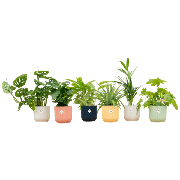 Oasis of Life - Vente Plante - Boîte surprise – 6 plantes d'intérieur différentes avec pot Vibes Fold Round Ø14 assortiment de couleurs – plantes faciles d'entretien pour la maison et le bureau0