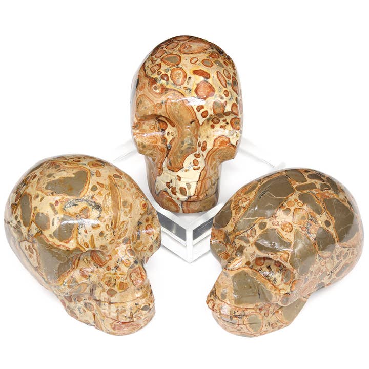 Schädel mit peruanem Leopardit, 45-55 mm, Halloween für den Großhandel von Crystal River Gems LLC