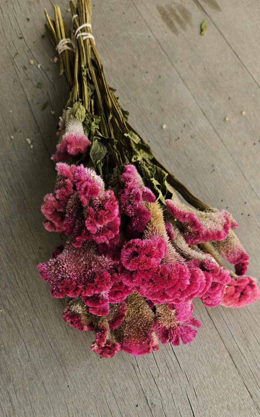 Alissas Flower Farm - Wholesale Dried/Pressed Flowers - Dried Celosia, Comb1