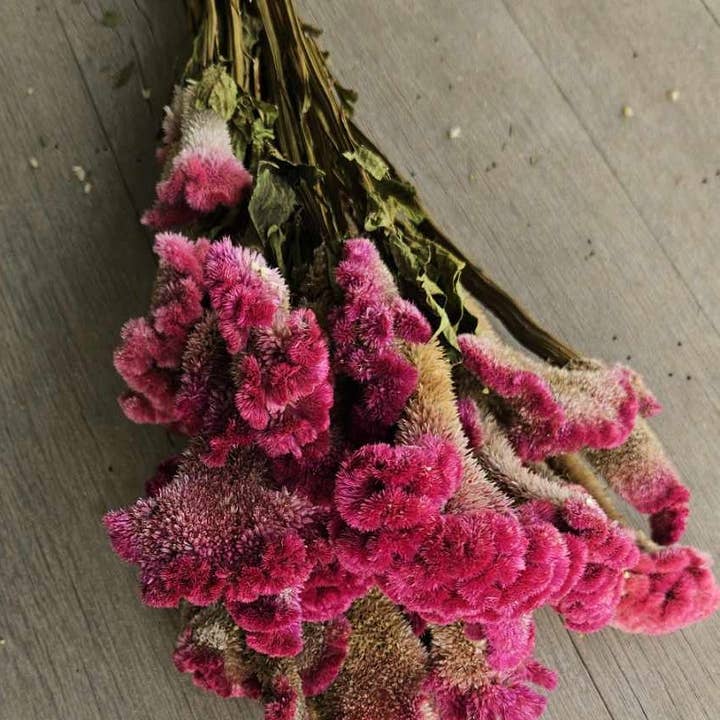 Alissas Flower Farm - Wholesale Dried/Pressed Flowers - Dried Celosia, Comb1