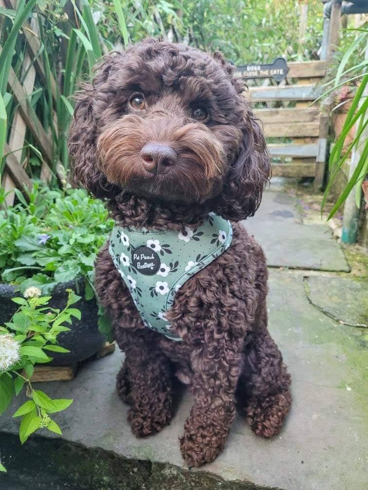 Pet Pooch Boutique – Arnês – Cão por atacado – Arnês Cão Green Meadow Daisy com Acessórios (floral)4