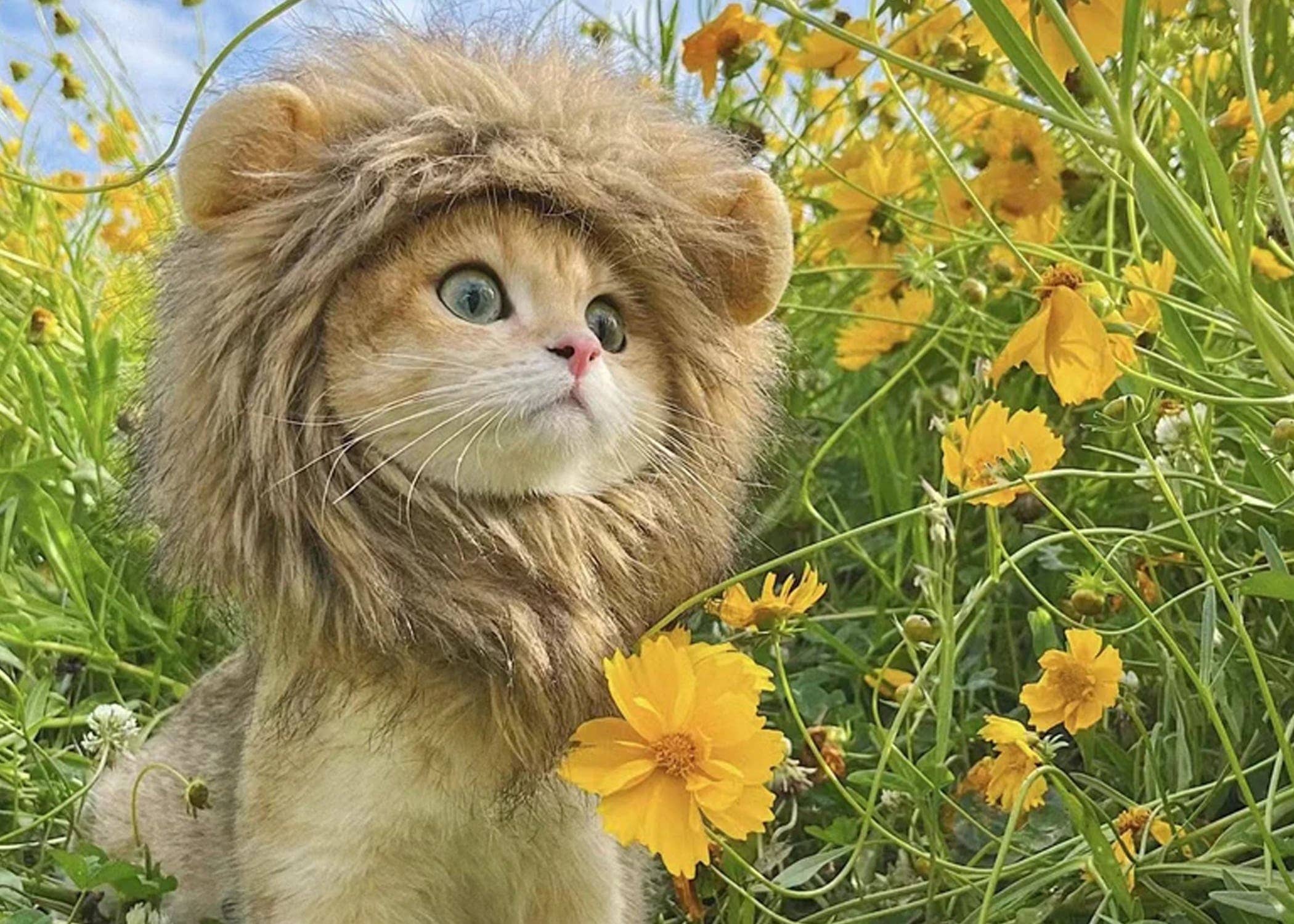 Toyarina - Wholesale Pet Costume - Cat - Adjustable Lion Wig Cat Costume