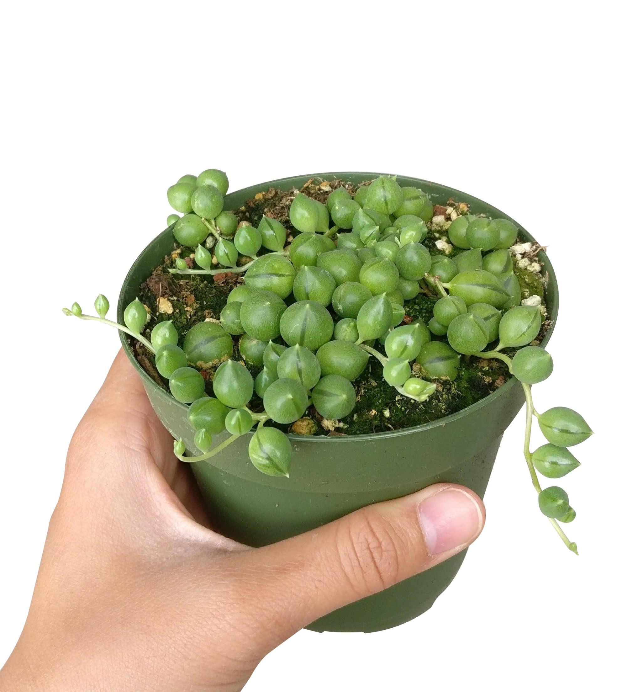 Best Plant Friend - Wholesale Succulent - String Of Pearls Succulent Plant 2/4/6 inch Grower Pot1
