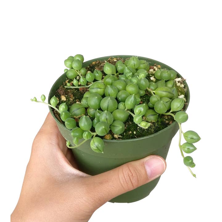 Best Plant Friend - Wholesale Succulent - String Of Pearls Succulent Plant 2/4/6 inch Grower Pot1