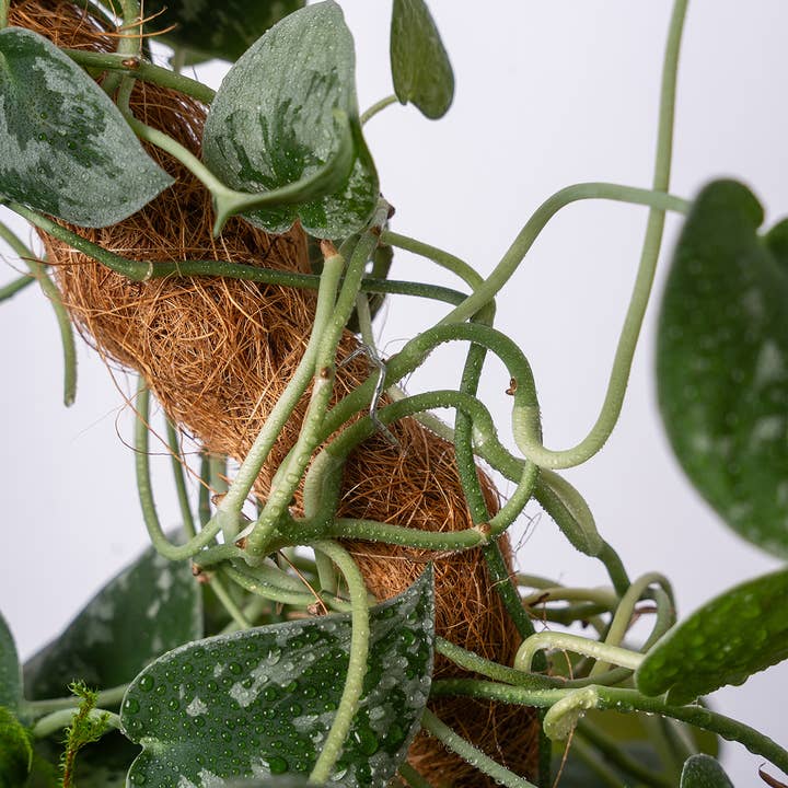 SuperMoss - Wholesale Garden Tool - The SuperMoss Bendable SuperPole.2