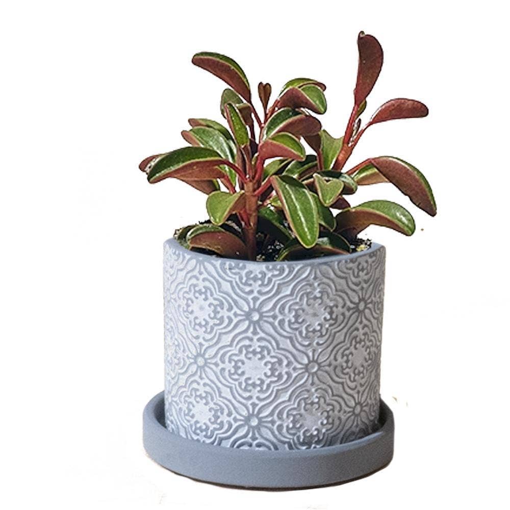 Chive UK - Wholesale Plant Pot - Balter Pot with Saucer for Houseplants, Cacti, Succulents9