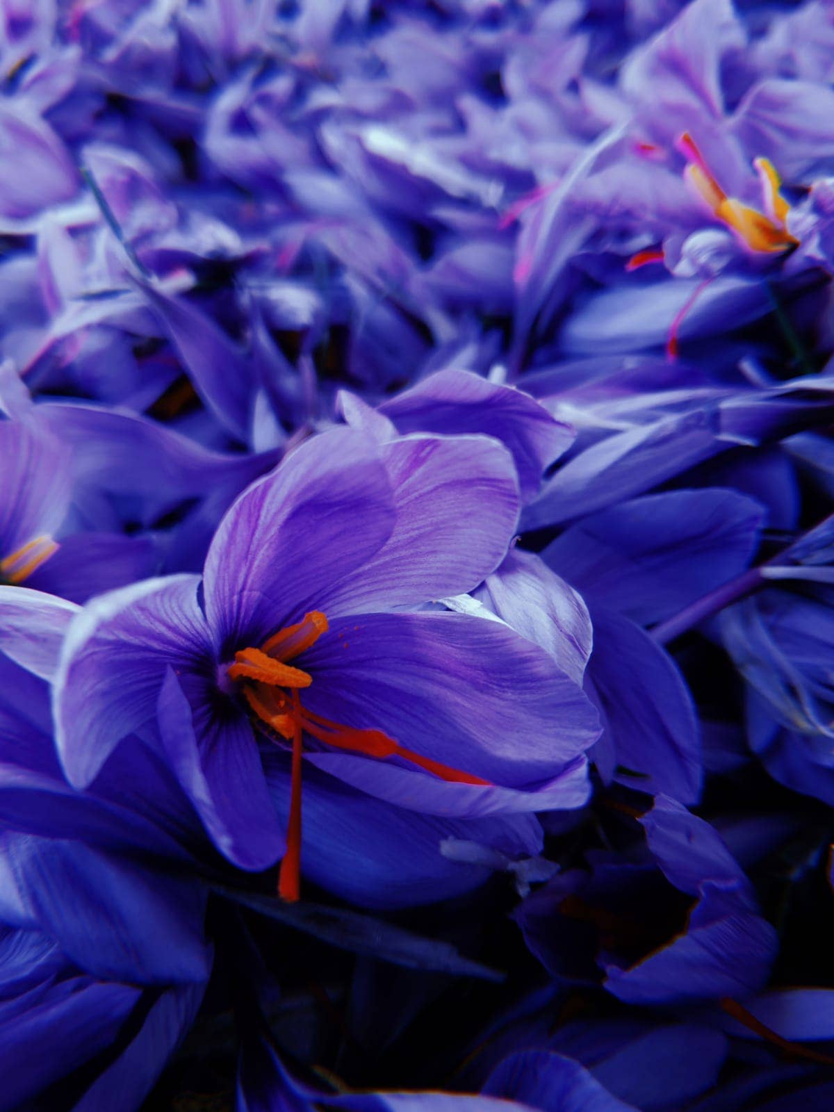 Provence Safran – Engroshandel Tørret krydderi – Økologisk safran 0,2 g1