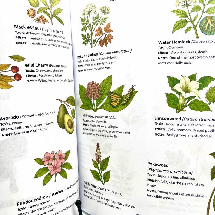 Circus Unicorn Shop - Wholesale Book - Kids - Horse Workbook Vol. II13