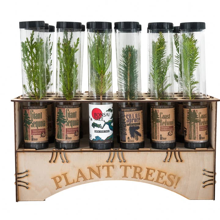 The Jonsteen Company - Wholesale Live Plant - Plant Trees Collection | 18 Live Trees w/ Display