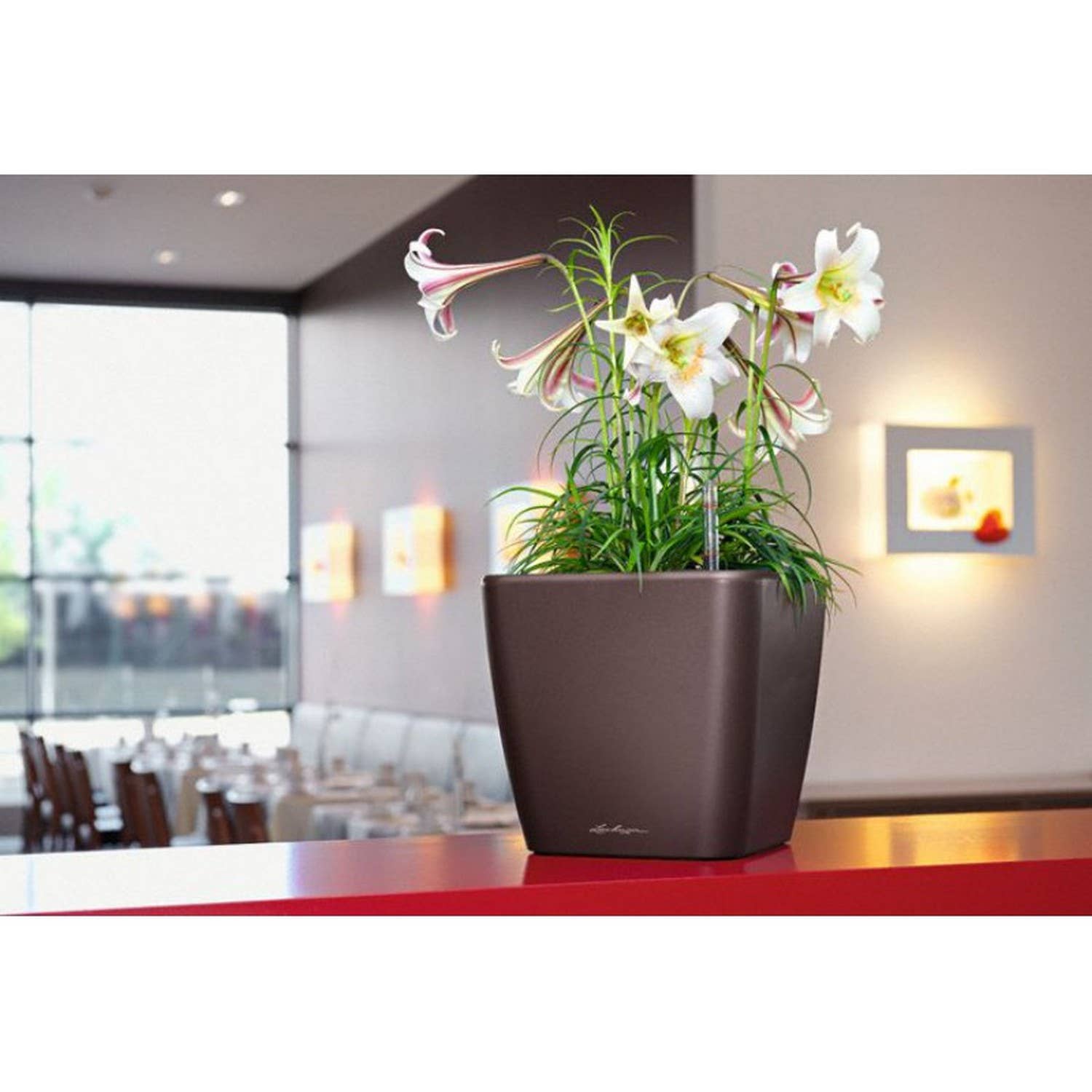 Lechuza Self Watering Planters - Vendita all'ingrosso Vasi per piante - Fioriera quadrata LECHUZA QUADRO LS Poly Resin13