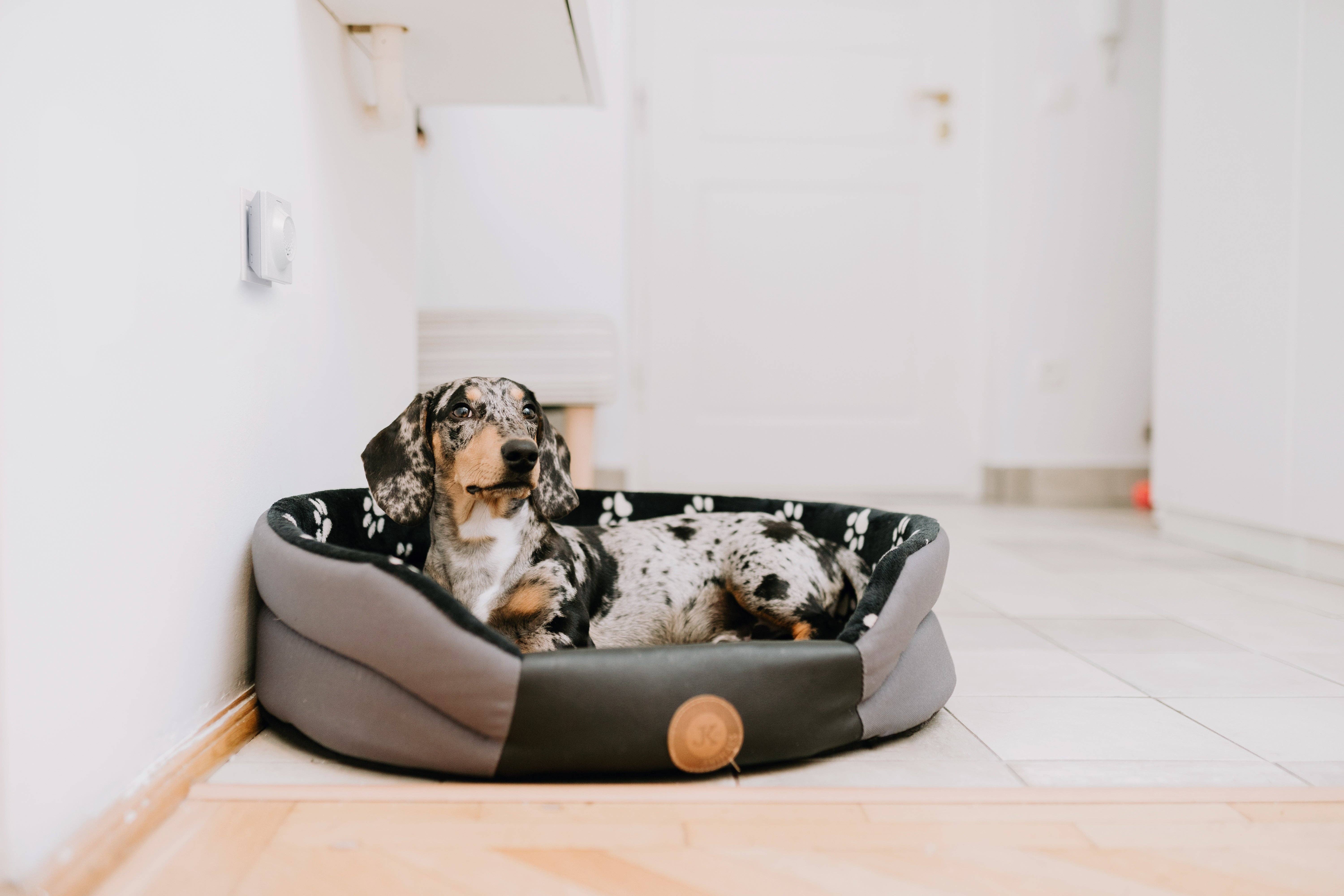 TicklessUSA - Vente Spray contre les puces/tiques - Répulsif non toxique contre les tiques, les puces et les acariens Tickless Home2