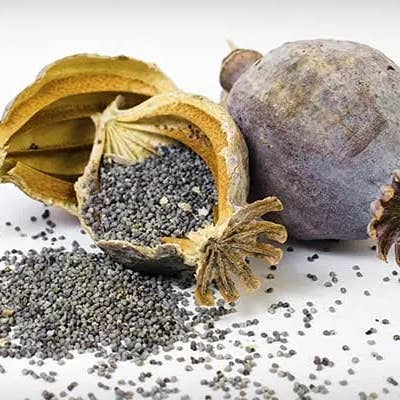 Ulu Hye - Wholesale Plant Seeds - Poppy Seeds - 500G