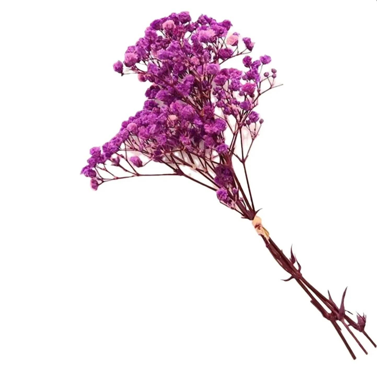 BRECK + FOX - Vendita all'ingrosso Fiori secchi/pressati - Gipsofila naturale essiccata6