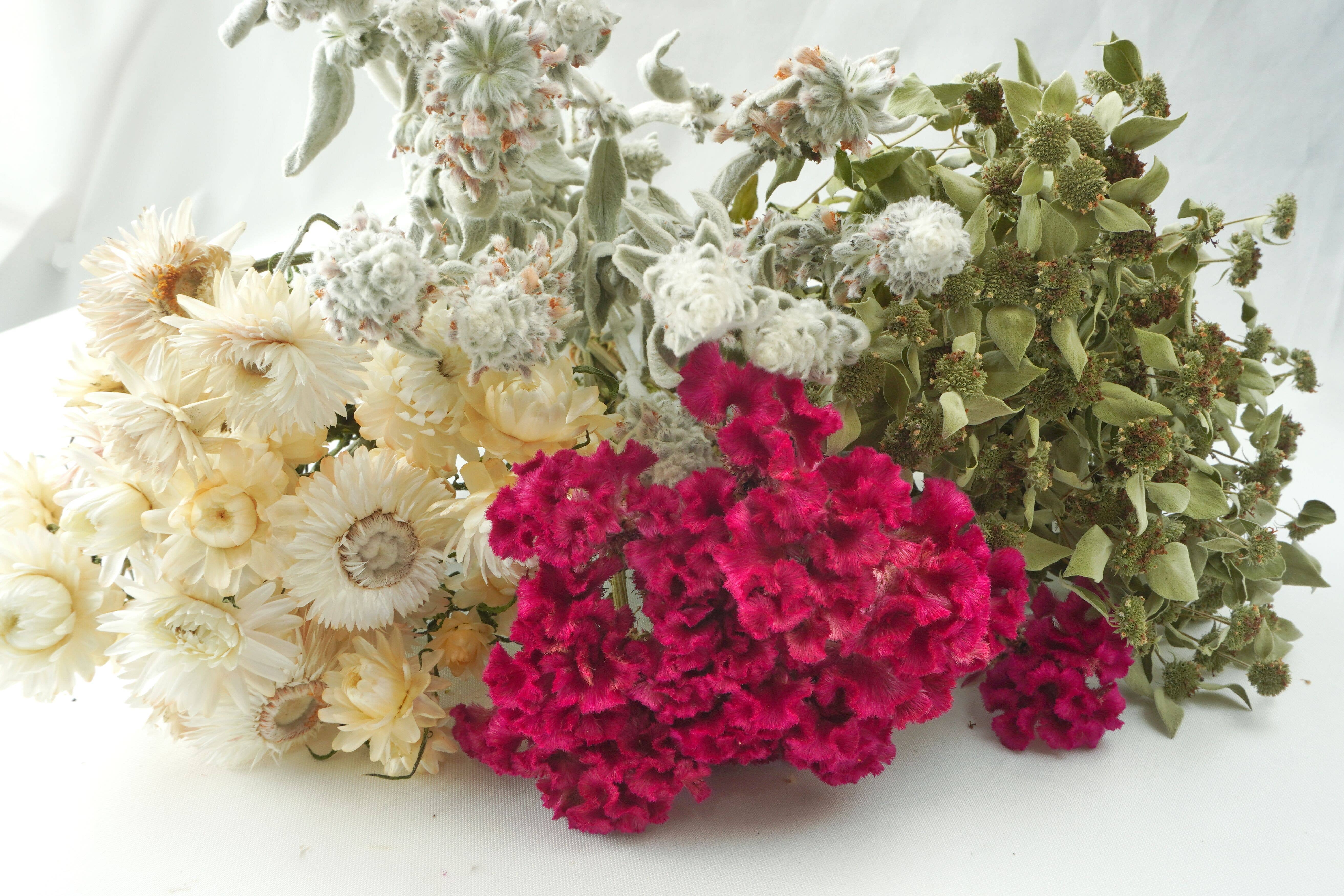 Fence Post Florals - Wholesale Dried/Pressed Flowers - Mint-Mountain, Dried Flowers, Wedding flowers9