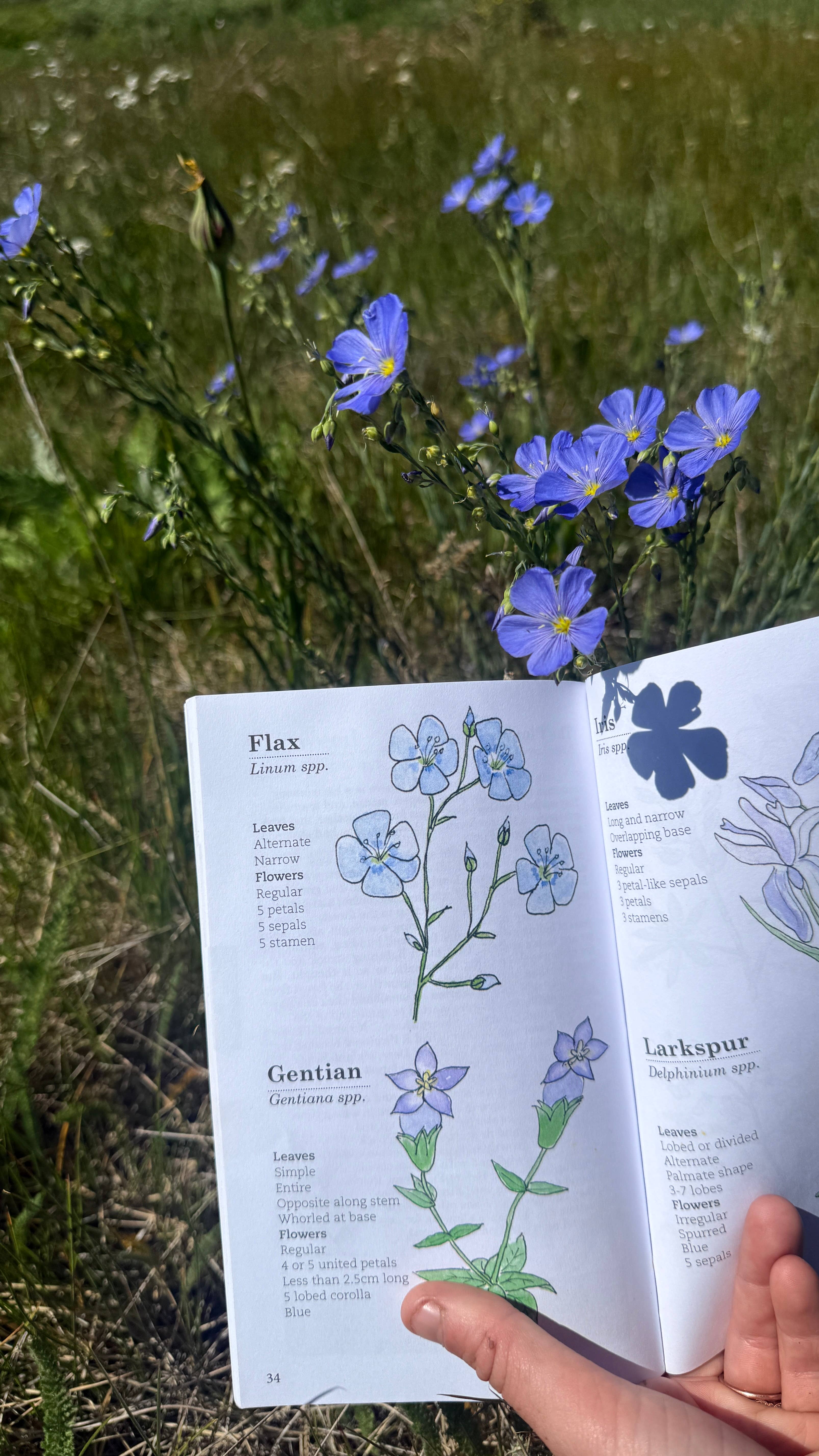 Quirks of Art co. - Wholesale Nature & Outdoors Book - Meg's Guide to the Common Flora of the High Rockies6
