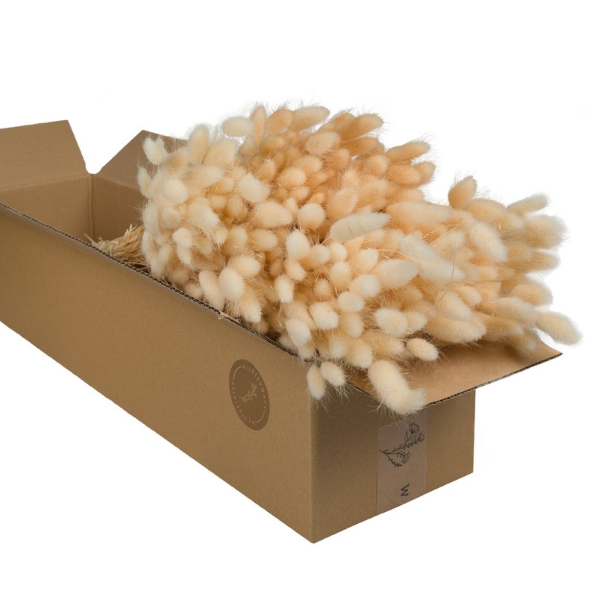 Wildflowers by Floriette – wholesale Dried/pressed flowers – Dried Flowers - Lagurus Bleached0