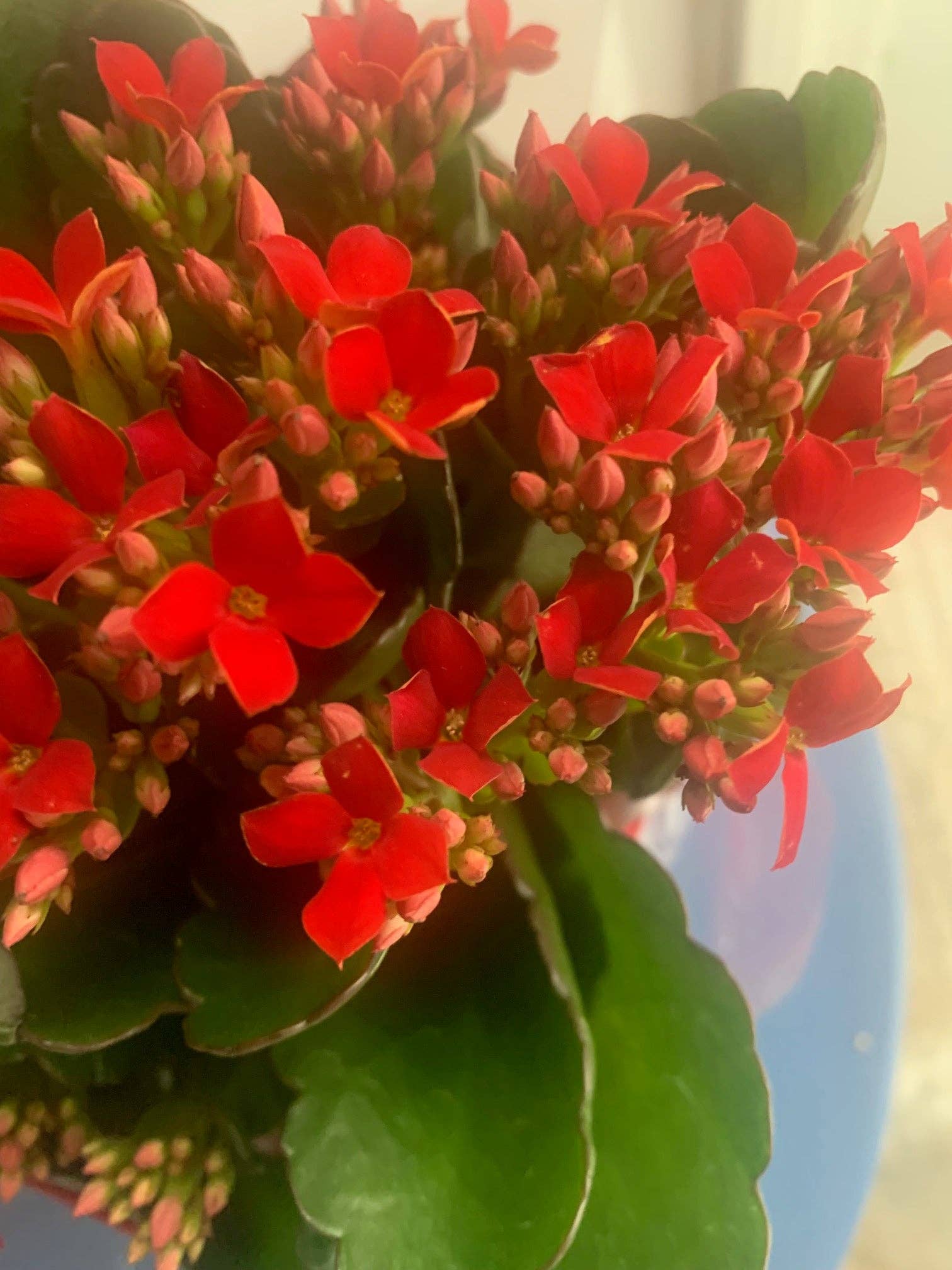 UniqueMartandHome - Wholesale Live Plant - Rooted Red Kalanchoe Holiday Gift Plants in pot balcony yard or outdoor1