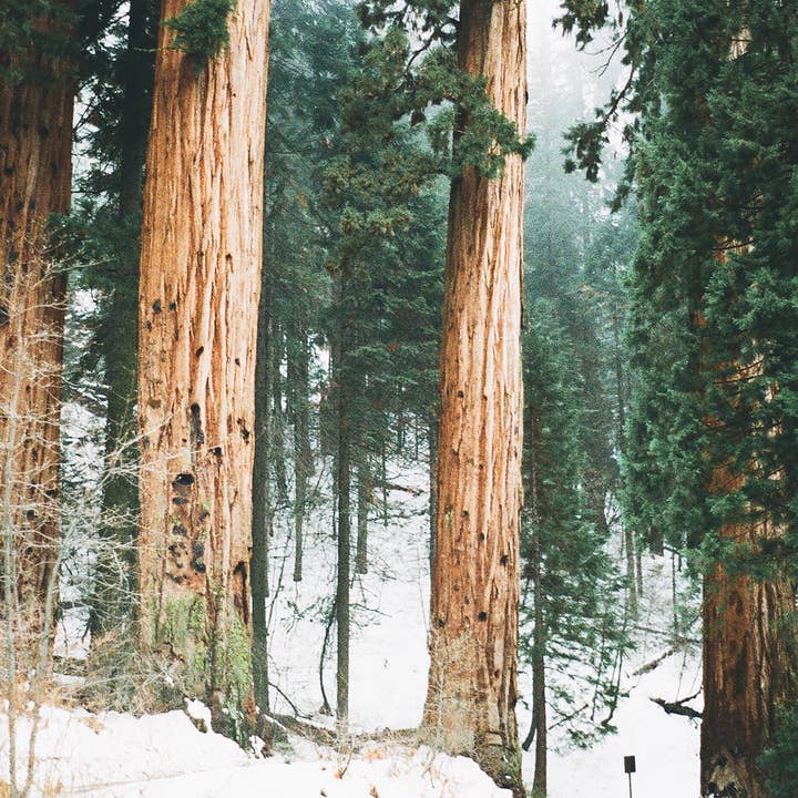 Casa Sanctum - Wholesale Jar/Filled Candle - Pine4