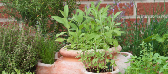 Zakarian Collection - Wholesale Salt - Zakarian Signature Greek Salad Salt3