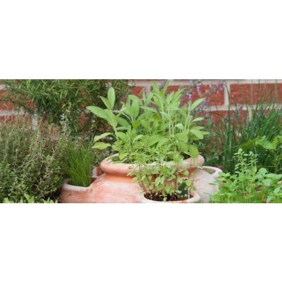 Zakarian Collection - Wholesale Salt - Zakarian Signature Greek Salad Salt3