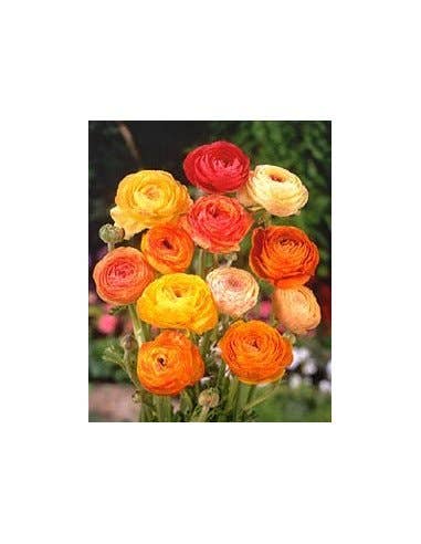 Florasource - Wholesale Fresh Cut Flowers - Ranunculus By the Box 70 stems 30/40 cm3