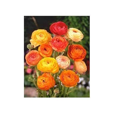 Florasource - Wholesale Fresh Cut Flowers - Ranunculus By the Box 70 stems 30/40 cm3